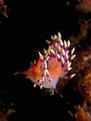 Little Beauty! Taken In Tulamben With Canon S80. by Edvin Eng 
